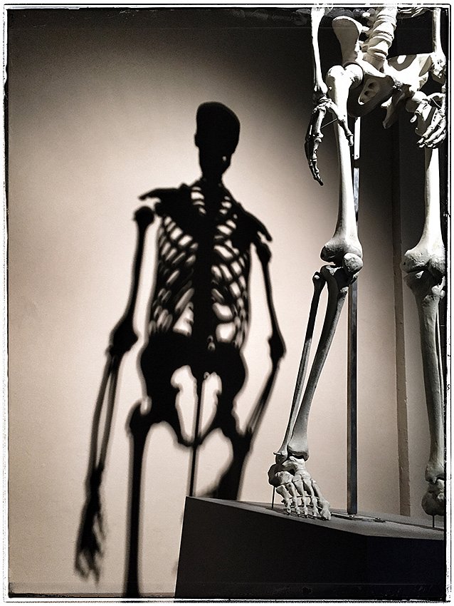 skellet.jpg