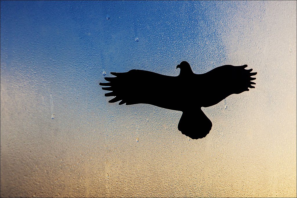 schattenvogel-2-amrum.jpg