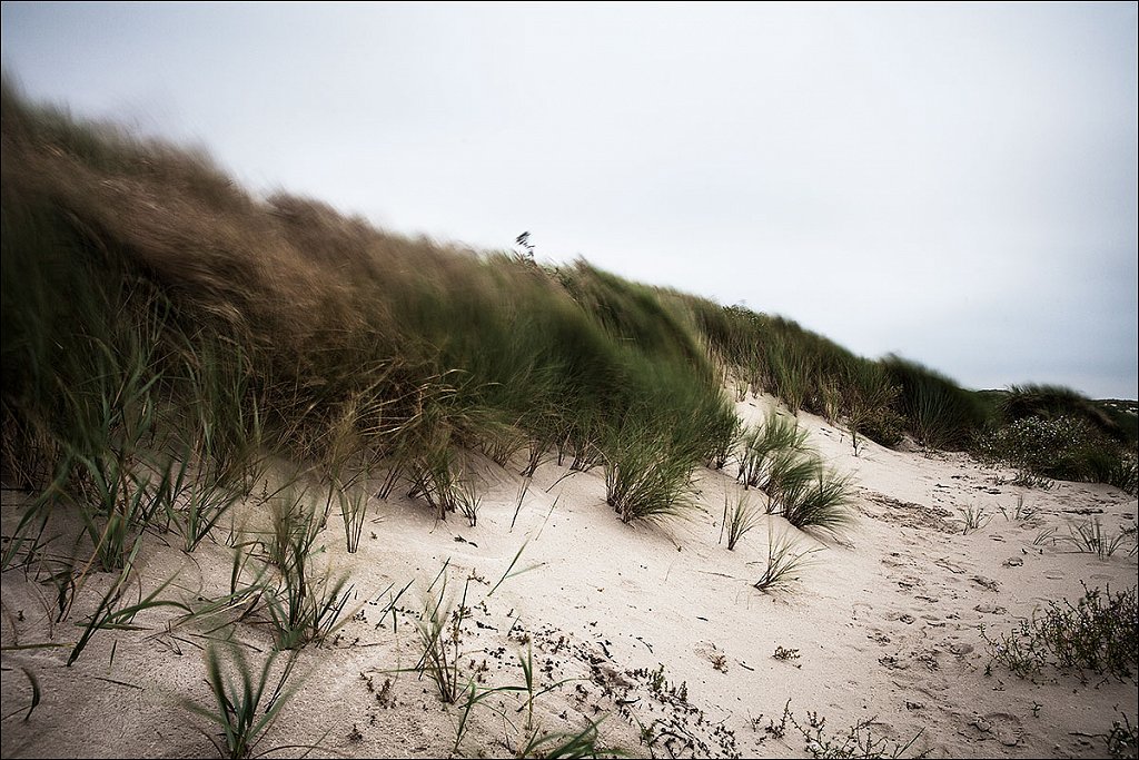 wind-duehne-amrum.jpg